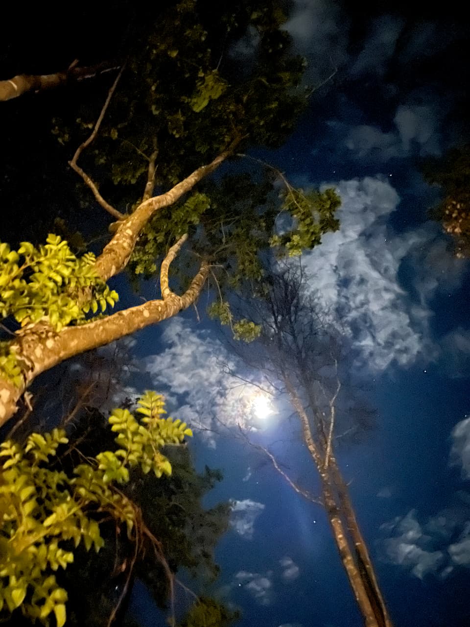 Bosque Escondido