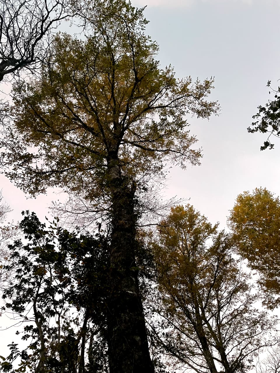 Bosque Escondido