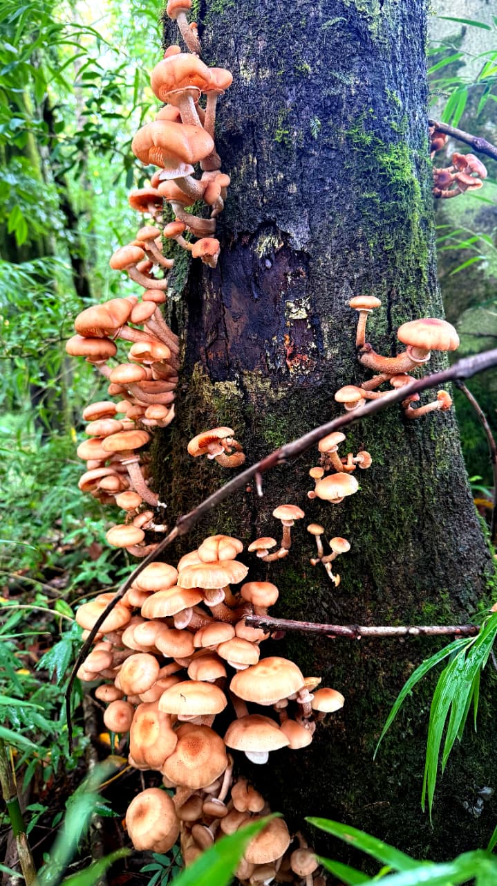Bosque Escondido