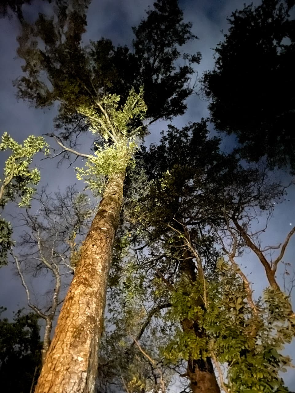 Bosque Escondido