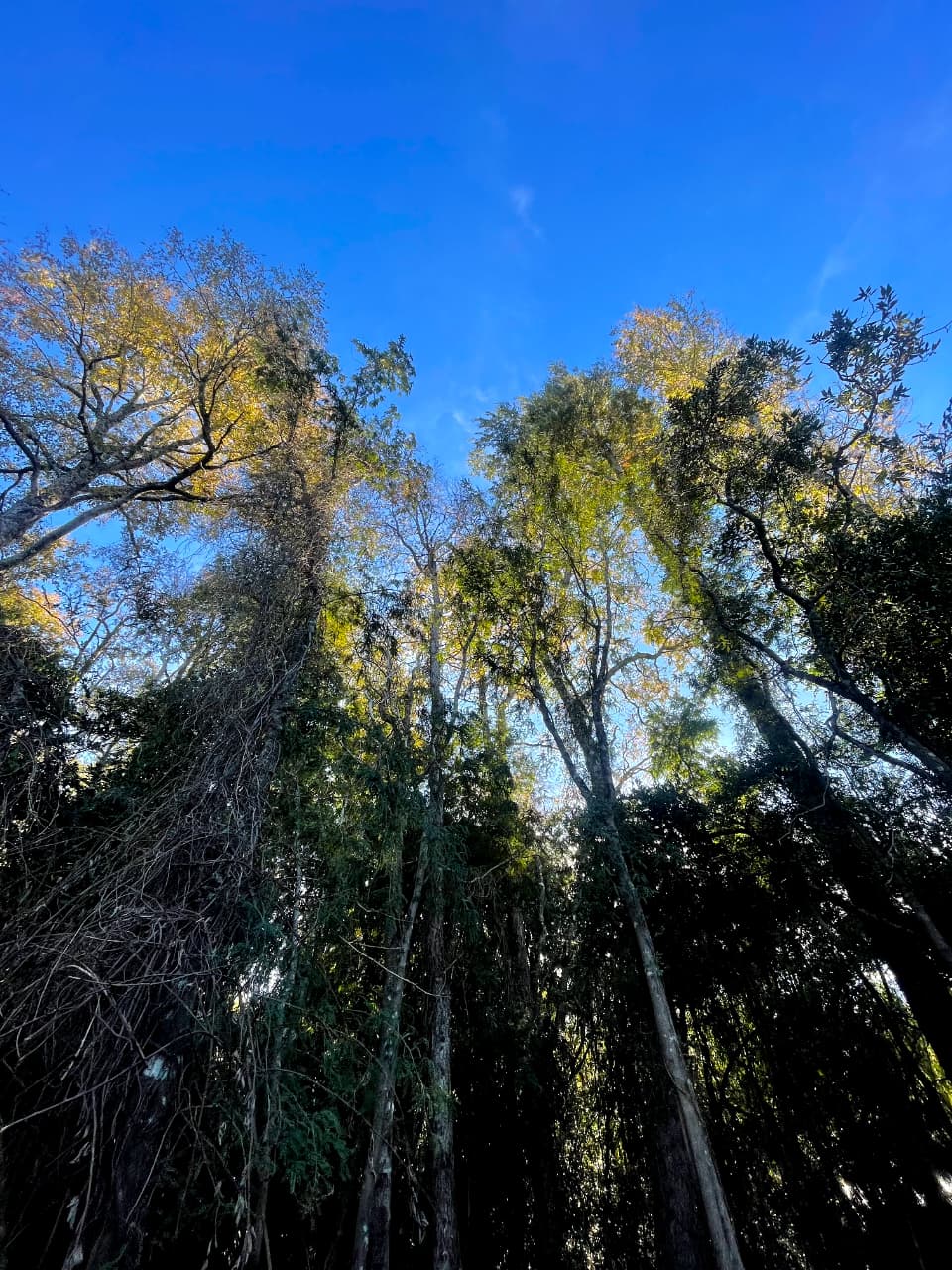Bosque Escondido